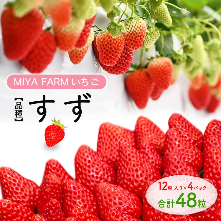 【先行予約】MIYA FARM いちご（品種：すず）12粒入り×4パック 合計 48粒 ※北海道・沖縄・離島への配送不可 ※2027年1月中旬～5月下旬頃に順次発送予定