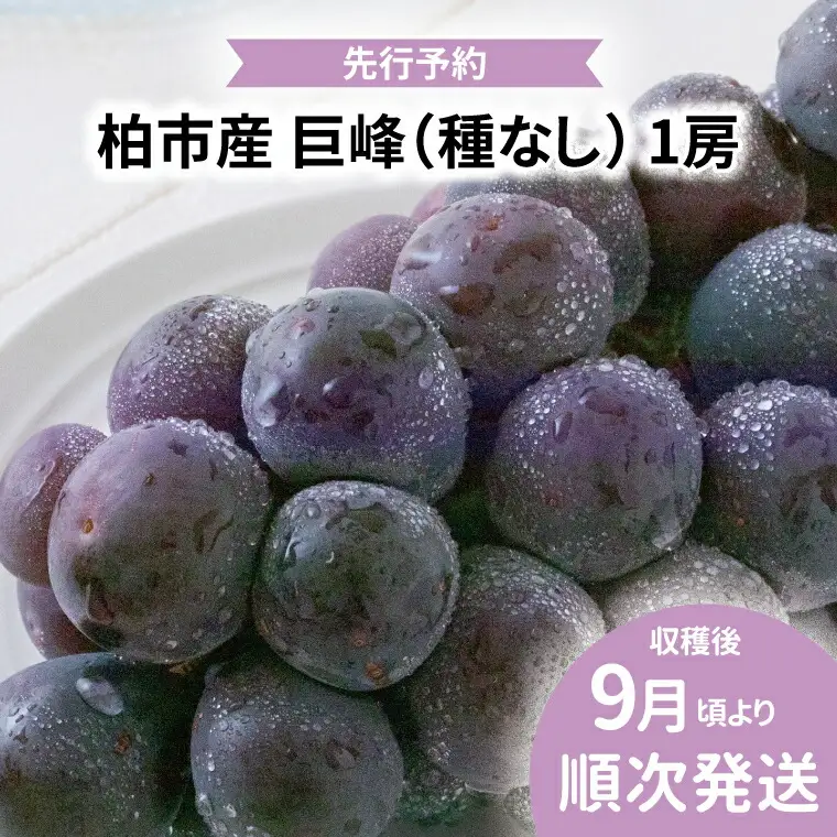 巨峰 種なし 千葉県産 巨峰【1房】【先行予約】