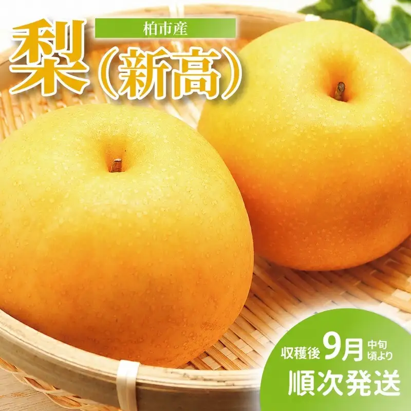 梨 新高 千葉県産 梨【5kg】【先行予約】
