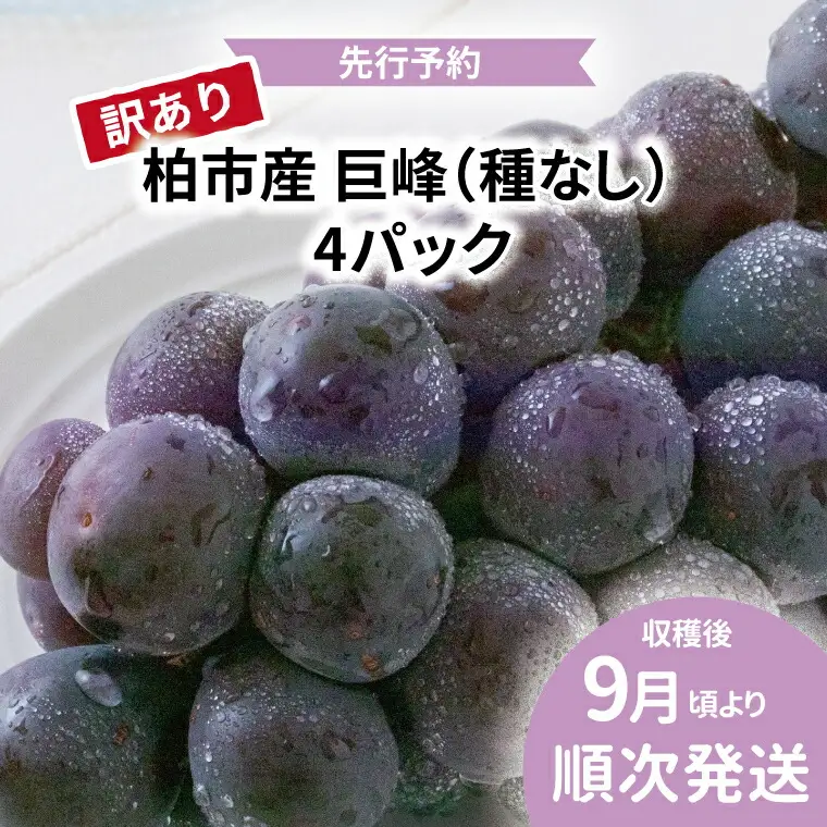 巨峰 訳あり 種なし 千葉県産 巨峰【4パック】【先行予約】
