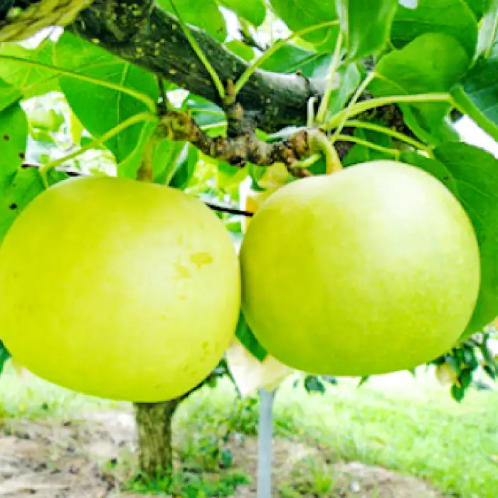 【期間限定】鳥取県産 二十世紀梨 “赤秀” 3kg（8〜9玉/4L～3Lサイズ）【梨 赤秀 20世紀 二十世紀 3kg 8～9玉 期間限定 数量限定 フルーツ 果物 なし ナシ 旬 贈答 贈り物 ギフト お取り寄せ 産地直送 鳥取県】