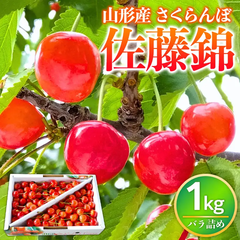山形県産 さくらんぼ 佐藤錦 1kg バラ詰め 秀品 Lサイズ以上 【令和9年産先行予約】FS26-626