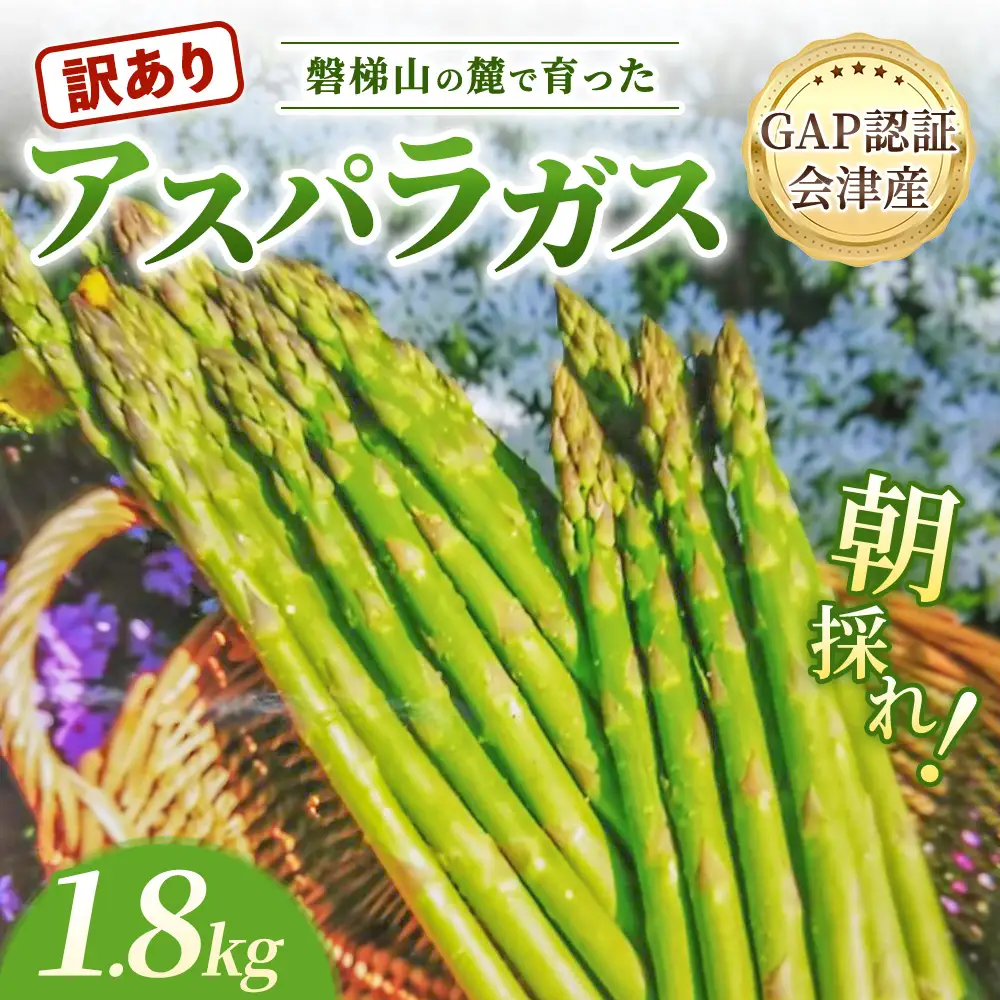 【朝採れ 当日発送】＜訳あり＞ アスパラガス 1.8kg | 家庭用 規格外 甘い 生産者直送 産地直送 野菜 はんざわエコファーム 猪苗代産 ※2026年4月中旬～10月中旬頃に順次発送予定 ※沖縄・離島への配送不可