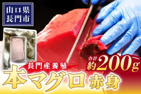 長門産養殖 本マグロ 赤身柵 200g【マグロ 赤身 マグロ刺身 刺身 柵 さく まぐろ 鮪 山口県 長門市 希少 脂乗り抜群 とろける 急速冷凍 冷凍 ギフト 贈答】