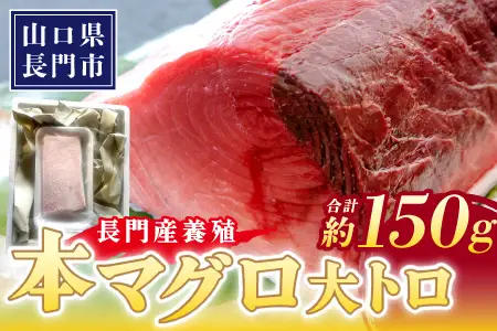 (10179）長門産養殖本マグロ 大トロ柵 150g 【マグロ 刺身 まぐろ 柵 冷凍 トロ 大トロ 鮪 山口県 長門市 油谷産 希少 養殖 脂乗り抜群 とろける ギフト 贈答】