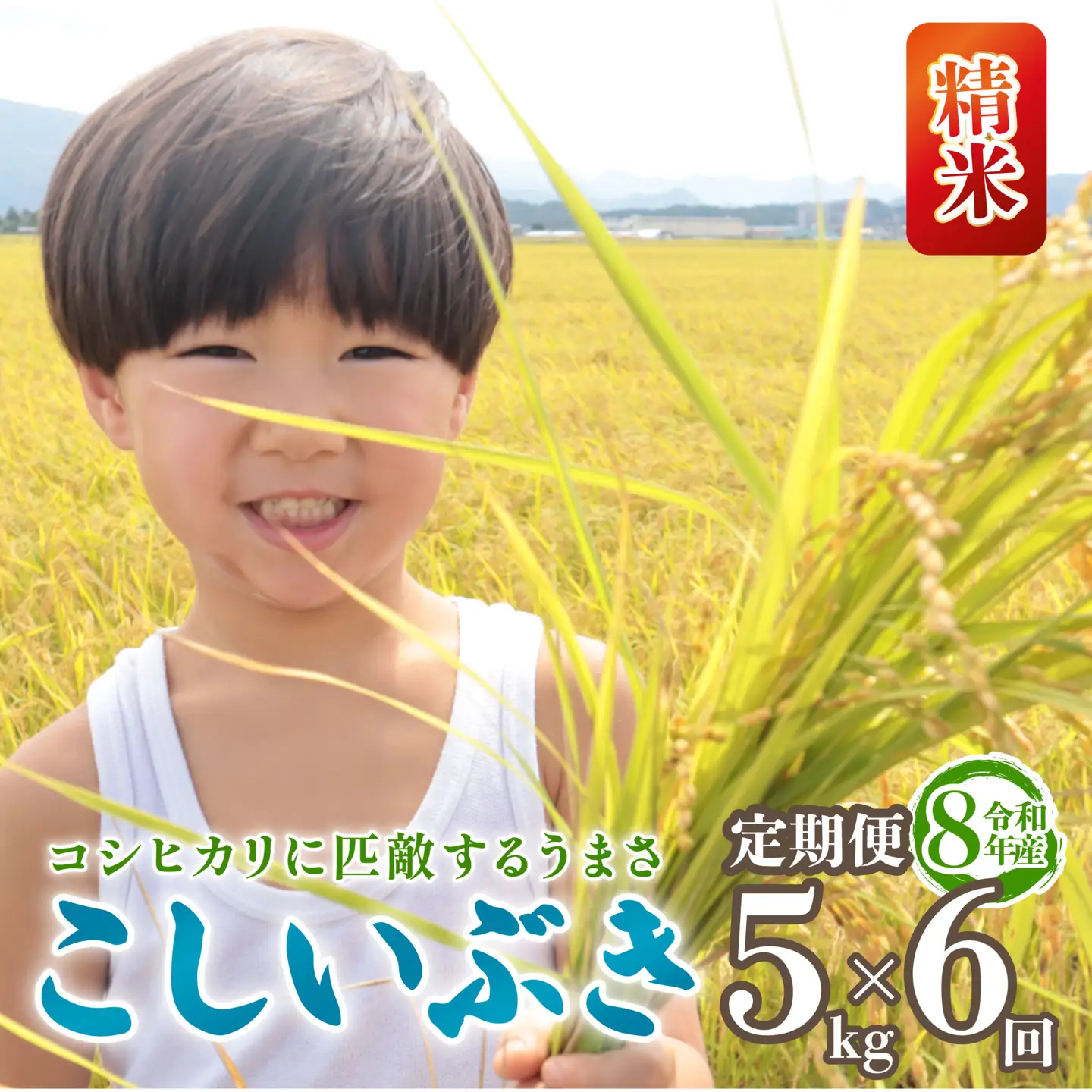 令和8年産 こしいぶき 定期便 5kg 6回 30kg 新潟 6か月 先行予約 新米 越後の新しい息吹 コシヒカリ の遺伝子を引き継ぐ 米 おこめ お米 ご飯 ごはん オニギリ お弁当 kome 送料無料 数量限定 農家直送 産地直送 国産 川瀬農園 四代目 悠助 新潟 新発田 kwsKI