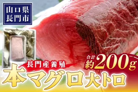 (10178）長門産養殖 本マグロ 大トロ柵 200g 【マグロ 刺身 まぐろ 柵 冷凍 トロ 大トロ 鮪 山口県 長門市 油谷産 希少 養殖 脂乗り抜群 とろける ギフト 贈答】