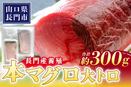 (10177)長門産養殖 本マグロ 大トロ柵 300g 【マグロ 刺身 まぐろ 柵 冷凍 トロ 大トロ 鮪 山口県 長門市 油谷産 希少 養殖 脂乗り抜群 とろける ギフト 贈答】