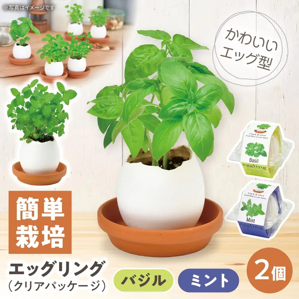 エッグリング クリアパッケージ 2個（バジル、ミント）/ 栽培キット 園芸 ハーブ / 瀬戸市 / 聖新陶芸[BBEK001]