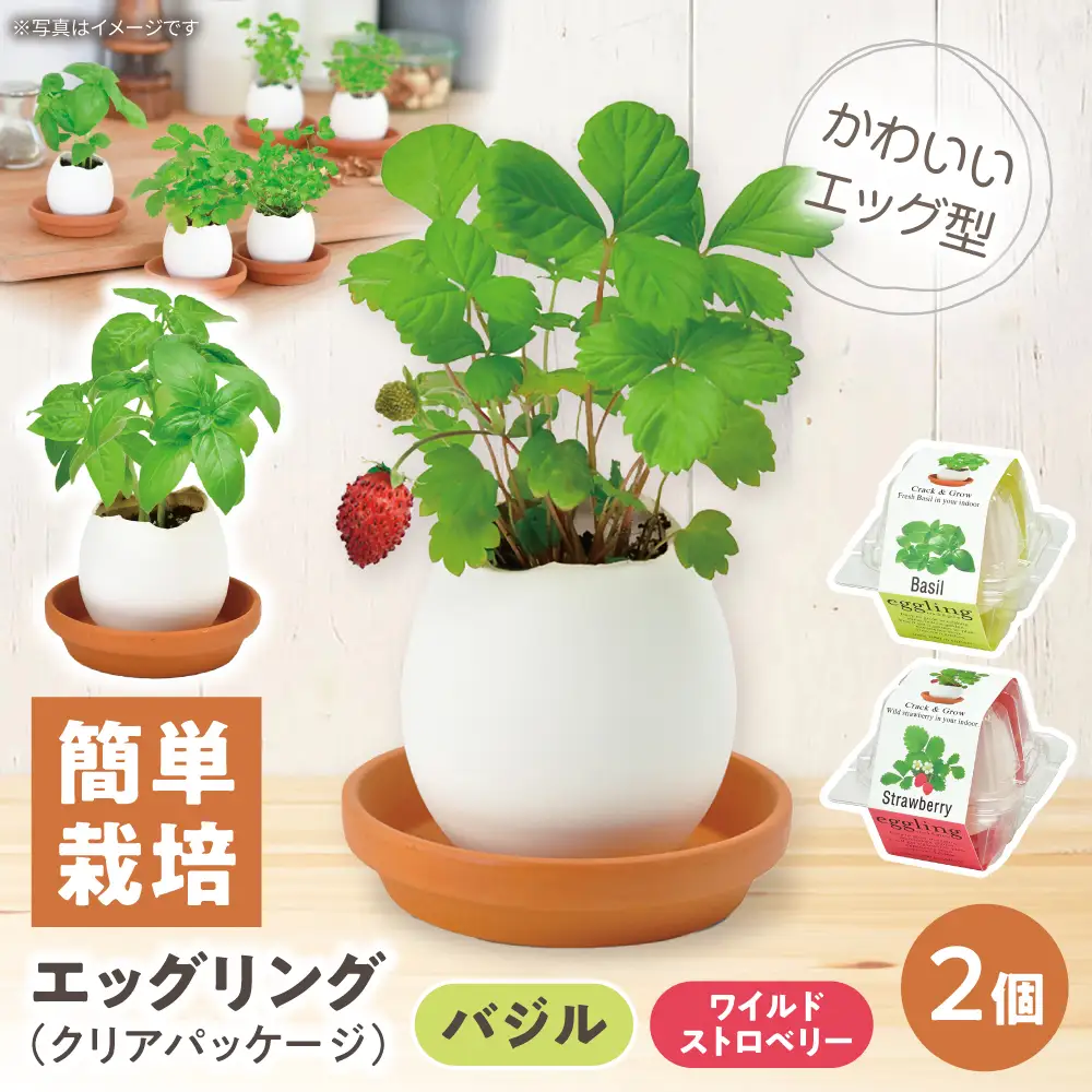 エッグリング クリアパッケージ 2個（バジル、ワイルドストロベリー） / 栽培キット 園芸 ハーブ / 瀬戸市 / 聖新陶芸[BBEK002]