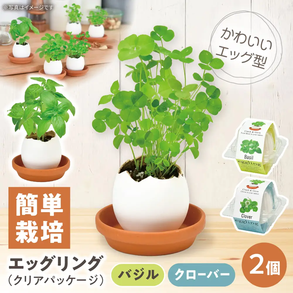 エッグリング クリアパッケージ 2個（バジル、クローバー） / 栽培キット 園芸 ハーブ / 瀬戸市 / 聖新陶芸[BBEK003]