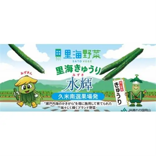 久米南町産　里海きゅうり 約3kg【配送不可地域：離島・北海道・沖縄県】【1727201】