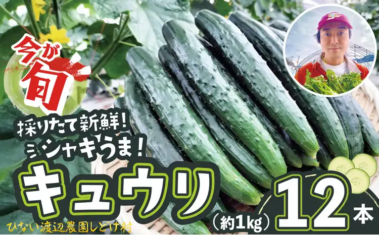 キュウリ 採りたてシャキ旨！12本　30P3225【ひない渡辺農園しどけ村】