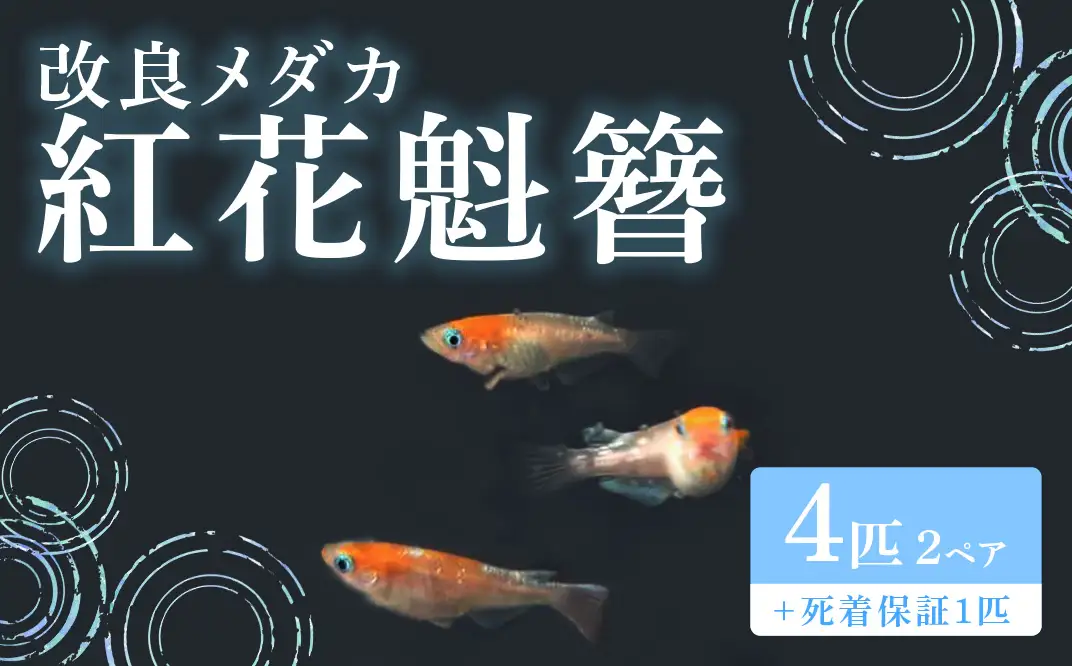 752 改良メダカ 紅花魁簪 (べにおいらんかんざし) 2ペア 4匹 観賞用 ペット【トリハタめだか】