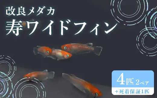 753 改良メダカ 寿ワイドフィン (ことぶきワイドフィン) 2ペア 4匹 観賞用 ペット【トリハタめだか】