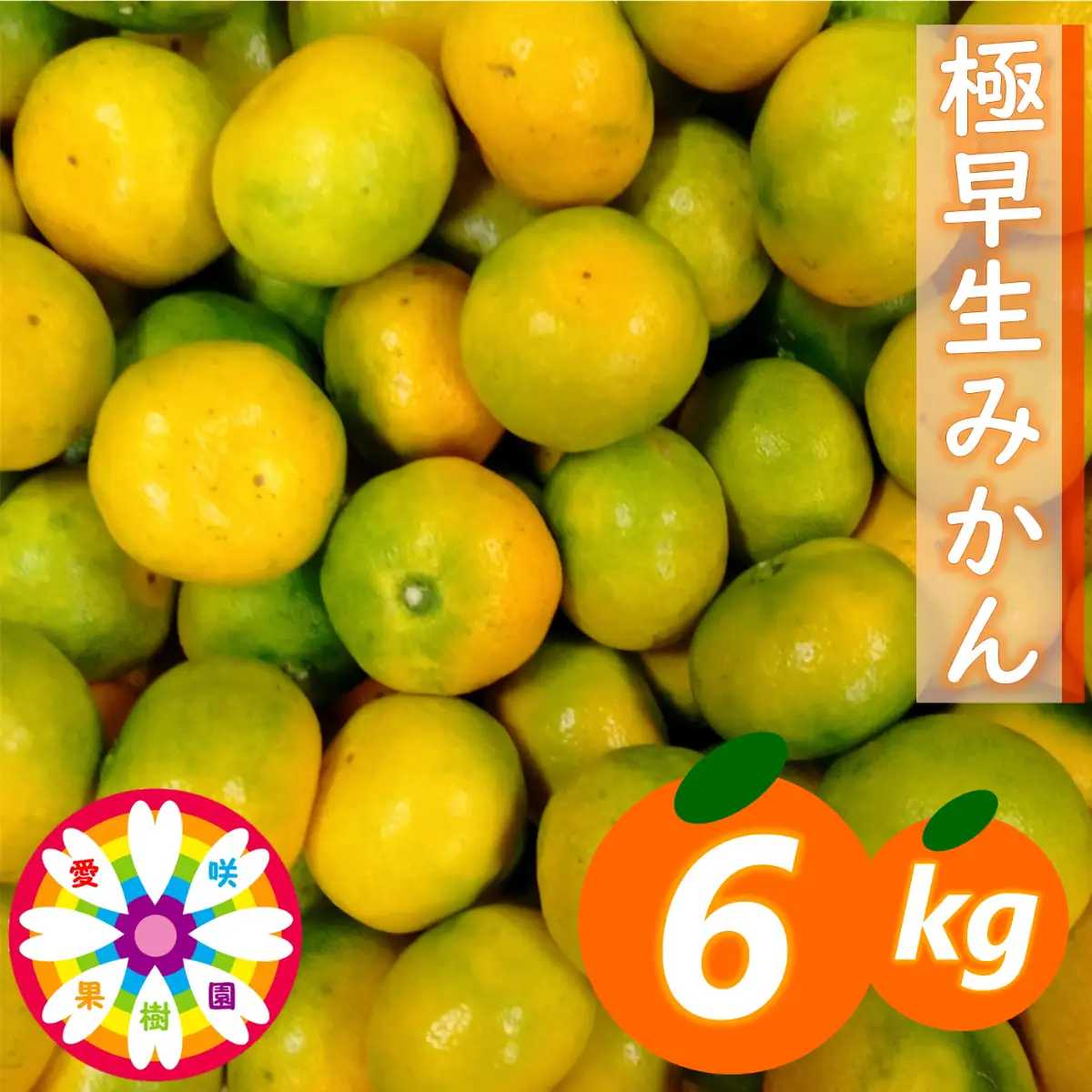 【先行受付】「 極早生 みかん 」約6kg《 愛咲果樹園 》【C71-2】【配送不可地域：離島】【1326990】 YWTS002
