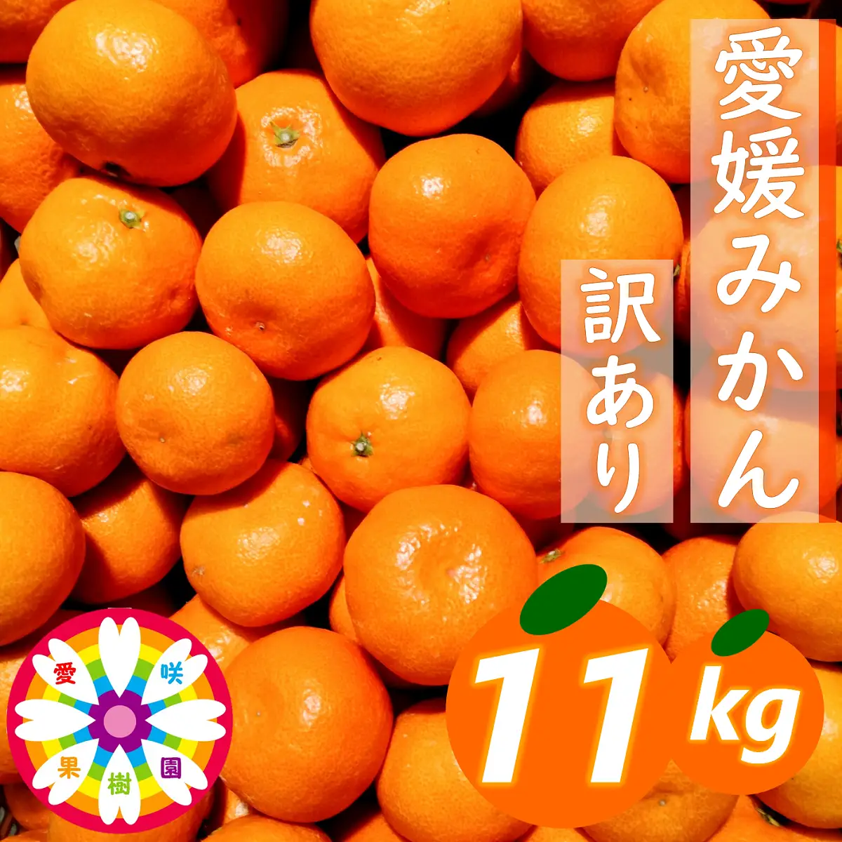 【先行受付】「 愛媛 みかん 」 訳あり 約11kg《 愛咲果樹園 》【D71-7】【1331485】 YWTS007