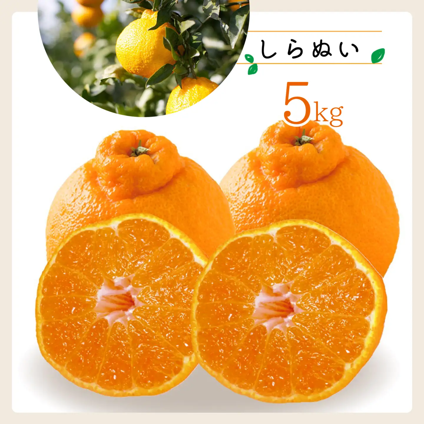 【先行受付】コウ果樹園「しらぬい」たっぷり5kg【C33-23】【1052369】 YWTG009