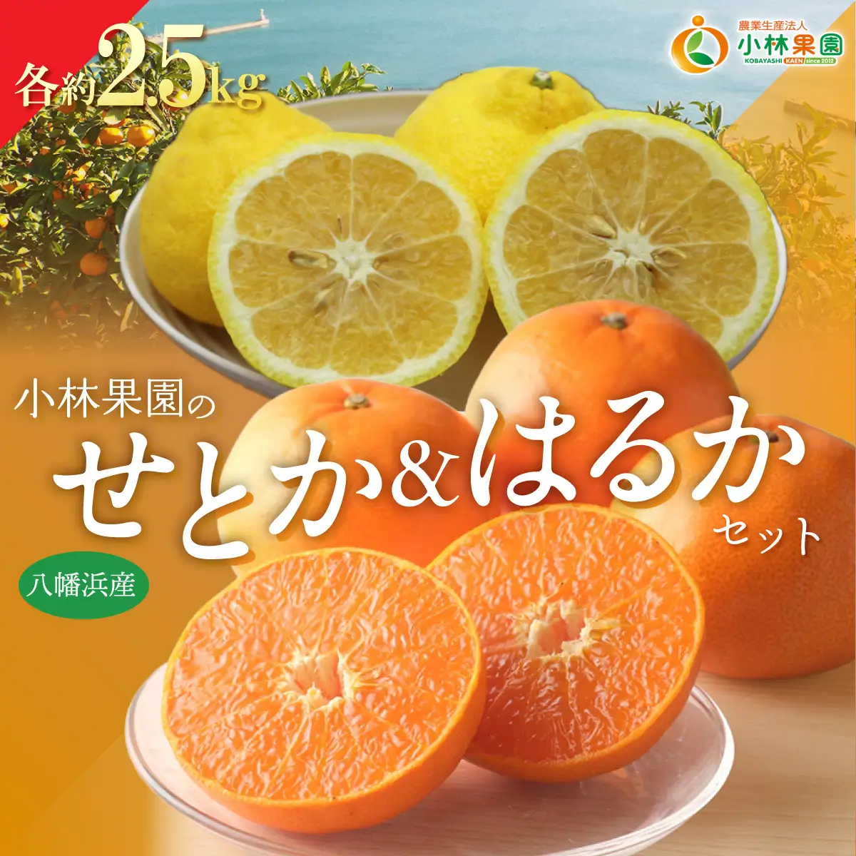 【先行受付】小林果園のせとか＆はるかセット(各約2.5kg入)【C24-23】【1124429】 YWTAD016
