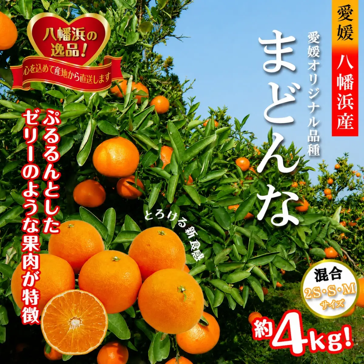 【先行受付】ぷるぷる新食感「マドンナ」約4kg　【D39-31】【1149494】 YWTF013