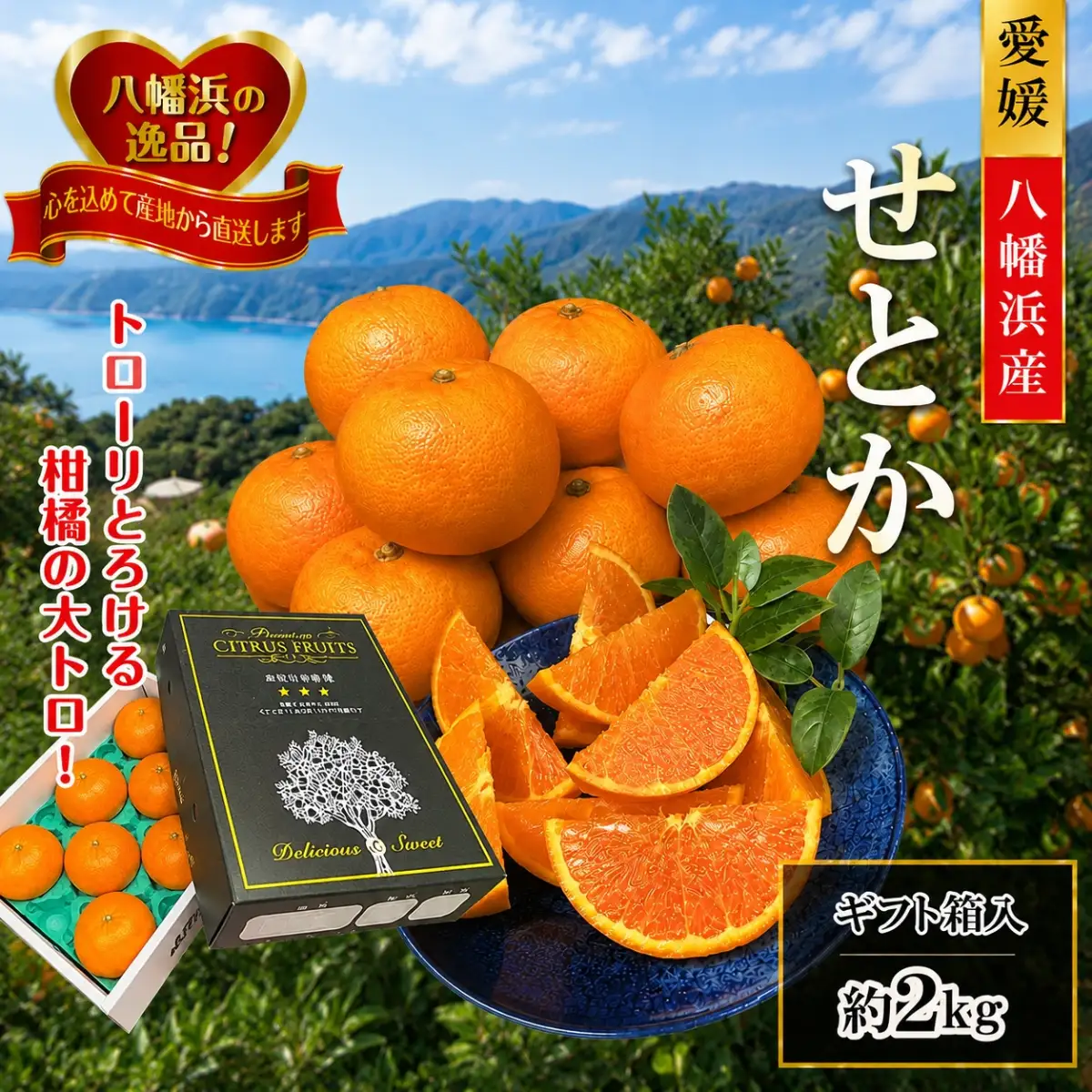 【先行受付】柑橘の大トロ‼「せとか」約2kg 【C39-55】】【配送不可地域：離島】【1462367】 YWTF030