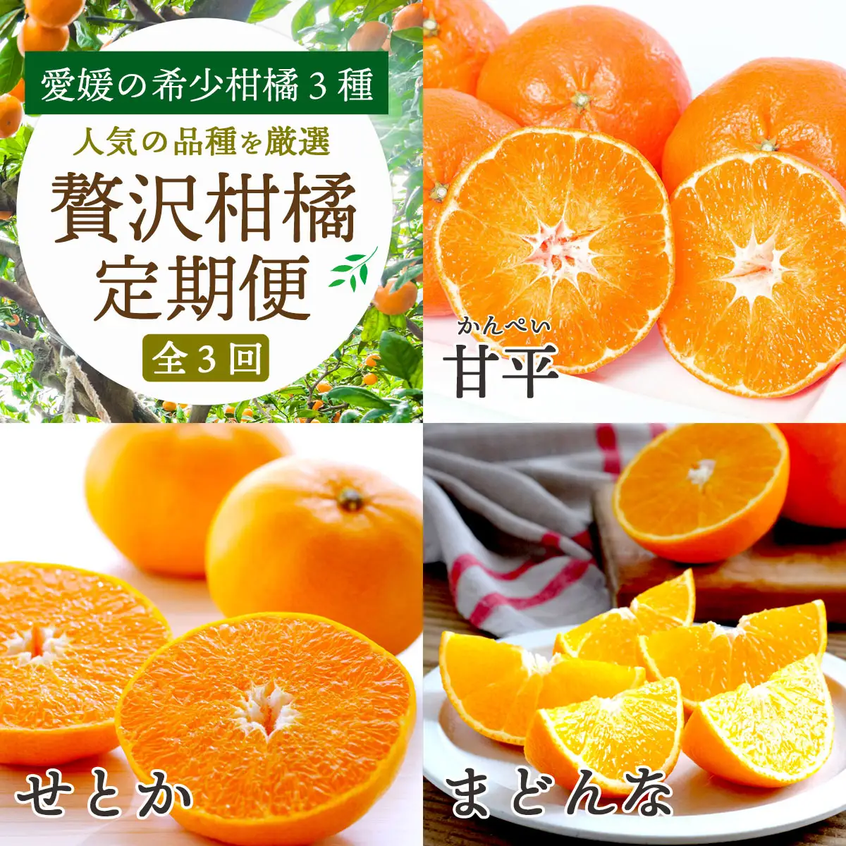 【発送月固定定期便】愛媛の柑橘3品種を厳選!まどんな・甘平・せとか柑橘定期便【G25-163】全3回【4051126】 YWTAP105