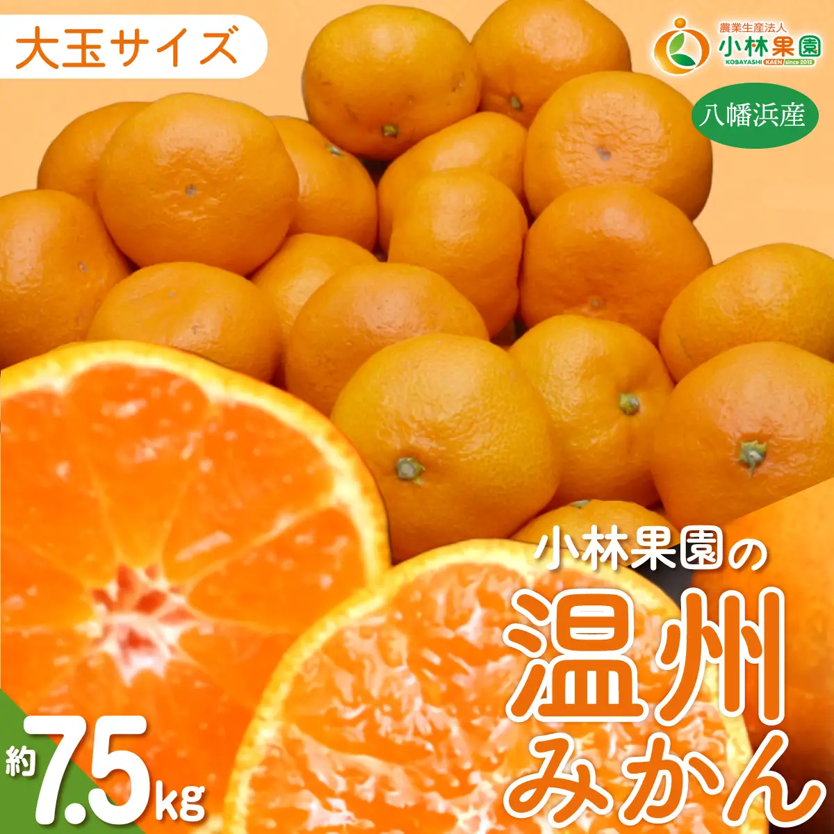 【先行受付】小林果園の果汁たっぷり愛媛温州みかん(約7.5kg・3L～Lサイズ)【C24-33】【1519492】 YWTAD024
