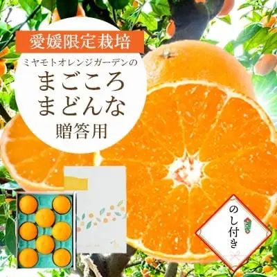 【先行受付】紅まどんなと同品種 愛媛果試28号 贈答箱入り 専用ギフトボックス のし付き【D25-170】【1536523】 YWTAP111