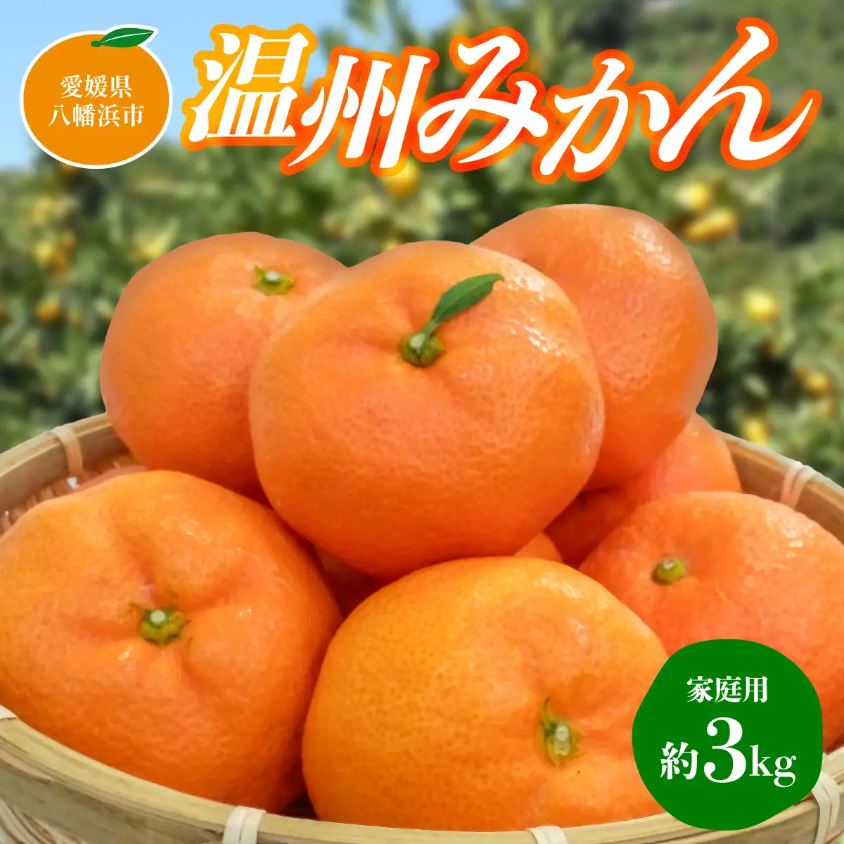【先行受付】温州みかん【家庭用】約3kg【C76-15】【1539504】 YWTAB010