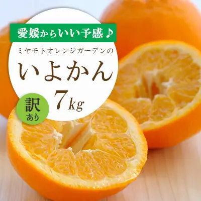 【先行受付】愛媛から「いい予感」♪ジューシー果肉 いよかん7kg【訳あり】【C25-186】【1608865】 YWTAP127