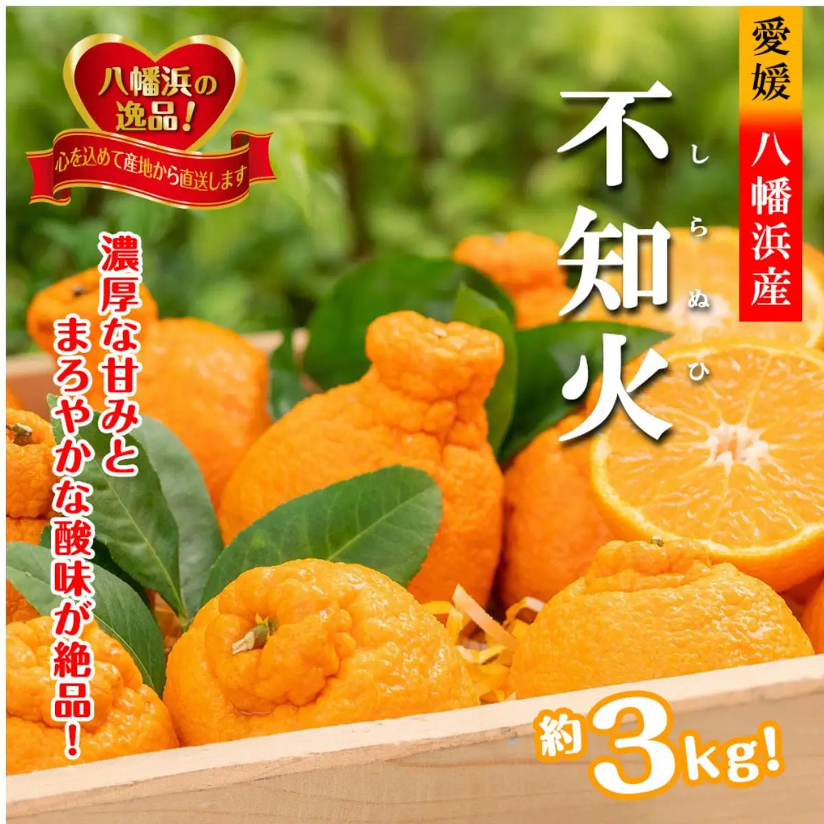 【先行受付】甘さと酸味の絶妙なバランス!はじける果肉「不知火」約3キロ【C39-74】【配送不可地域：離島】【1620480】 YWTF049