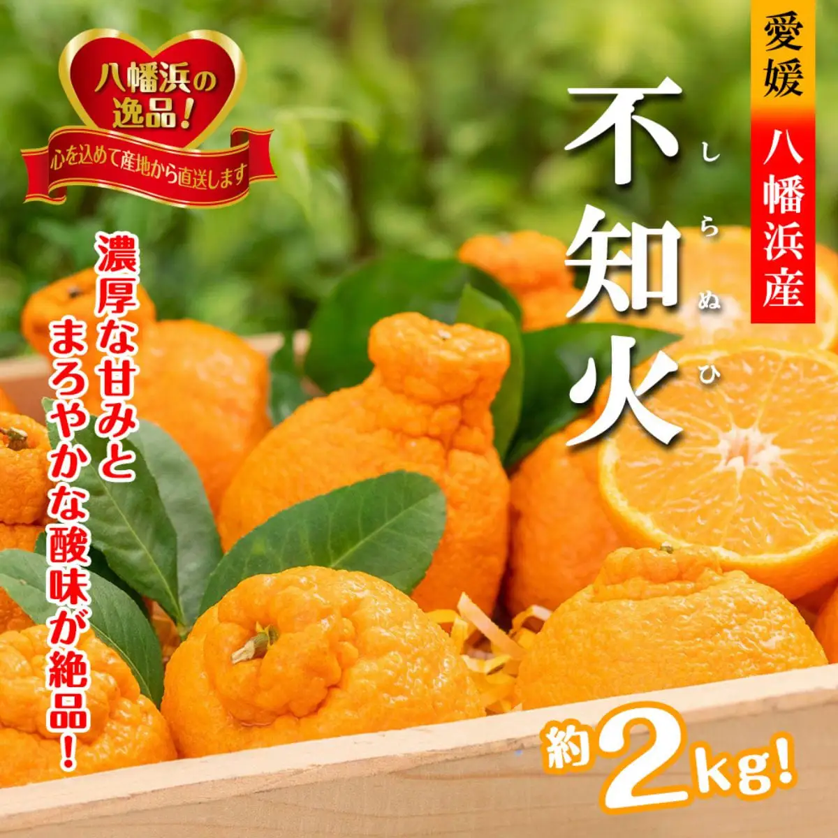 【先行受付】甘さと酸味の絶妙なバランス!はじける果肉「不知火」約2キロ【B39-75】【配送不可地域：離島】【1620481】 YWTF050