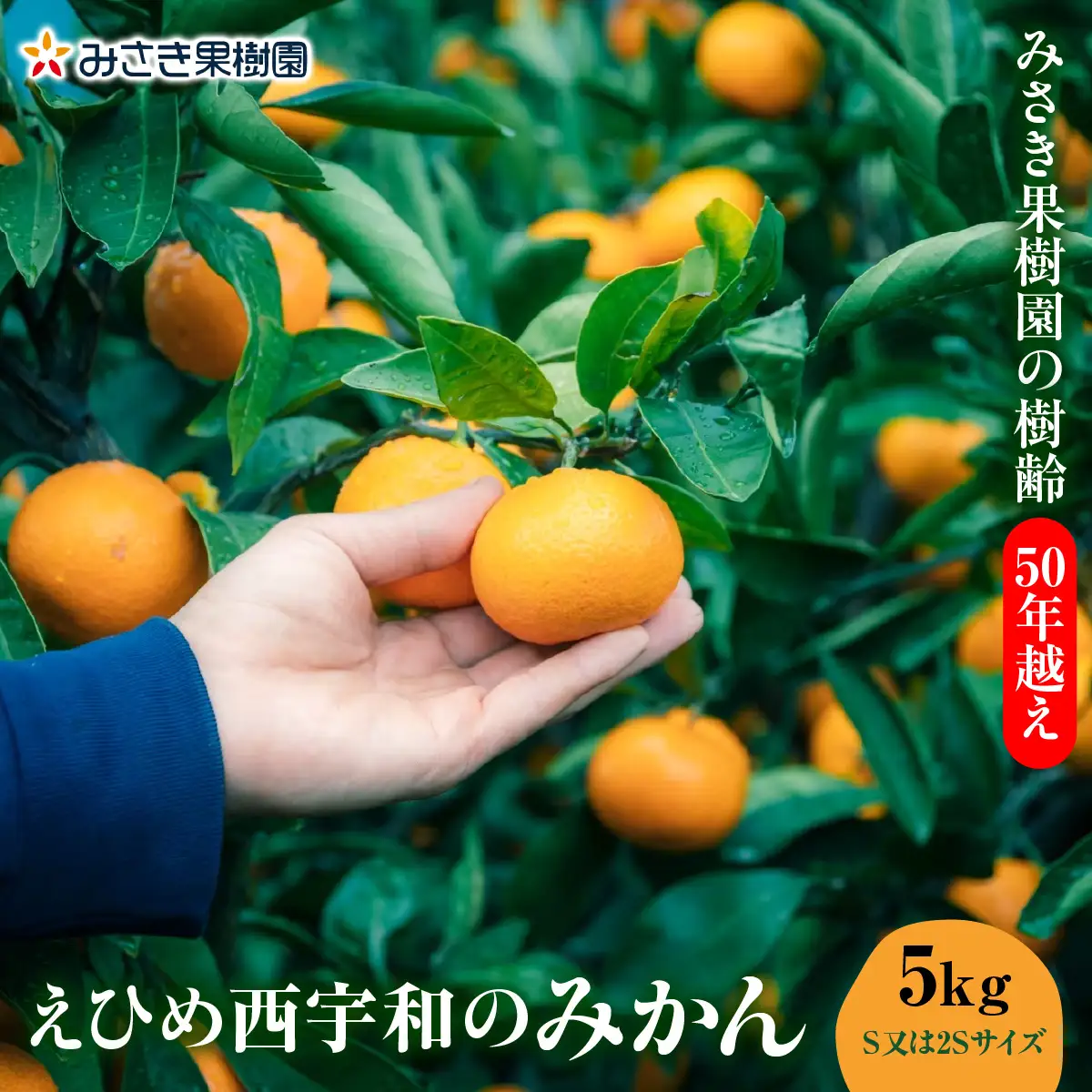 【先行受付】みさき果樹園の樹齢50年越え えひめ西宇和のみかん5kgS・2Sサイズ【C21-15】YWTBC002