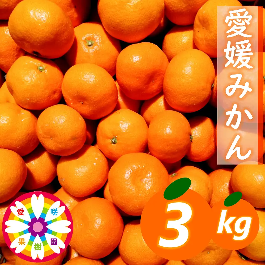 【先行受付】「 愛媛 みかん 」約3kg《 愛咲果樹園 》【A71-25】【1616827】 YWTS021