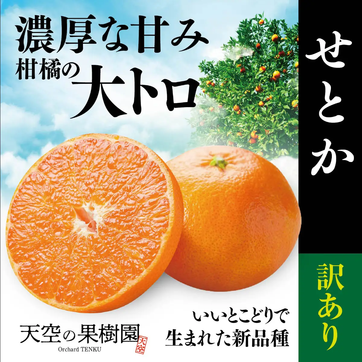 【先行受付】天空の果樹園から届く そらせとか【訳あり】 (3kg)【C95-3】【1668442】 YWTAQ003