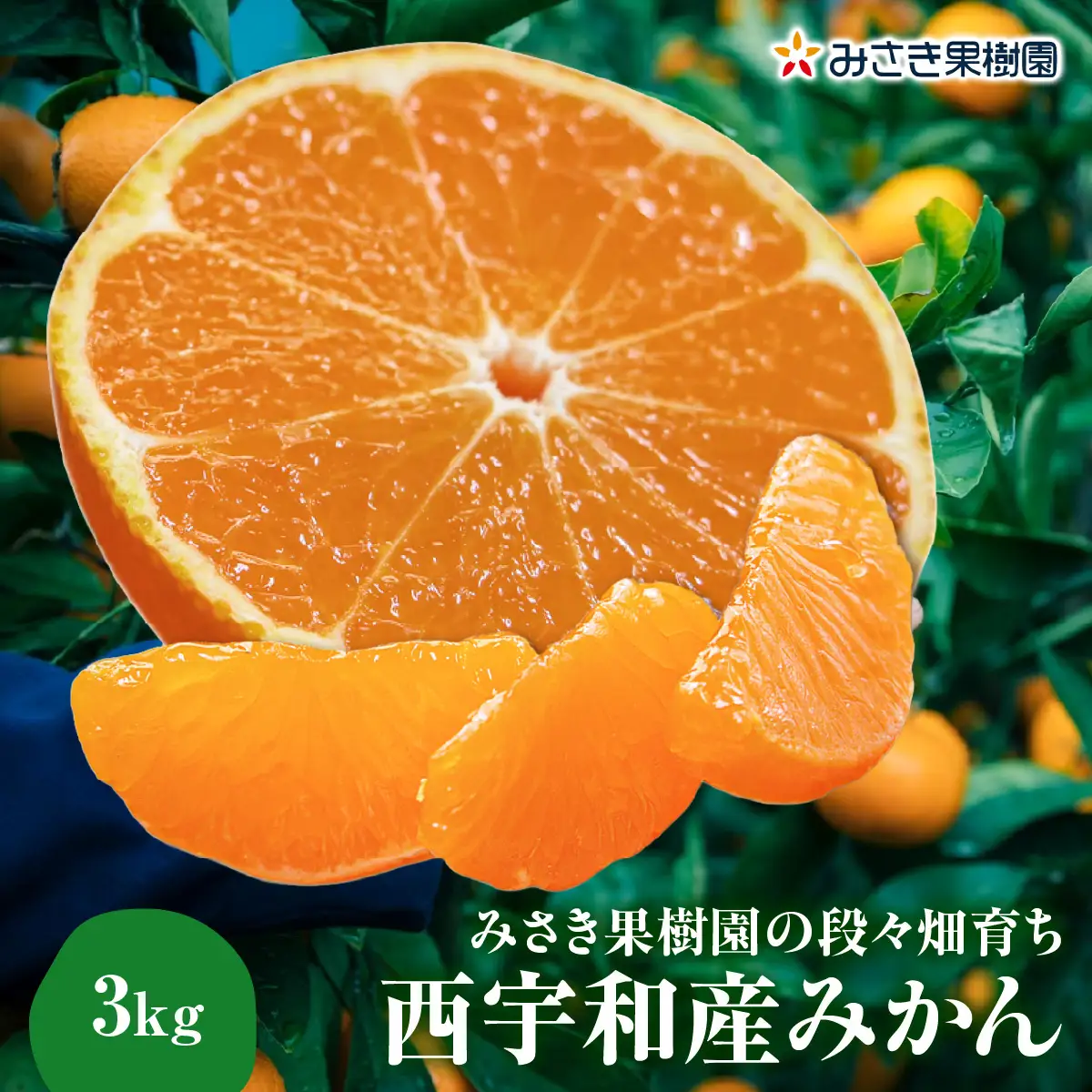 【先行受付】みさき果樹園の段々畑育ち 西宇和産みかん3kg【B21-48】YWTBC029