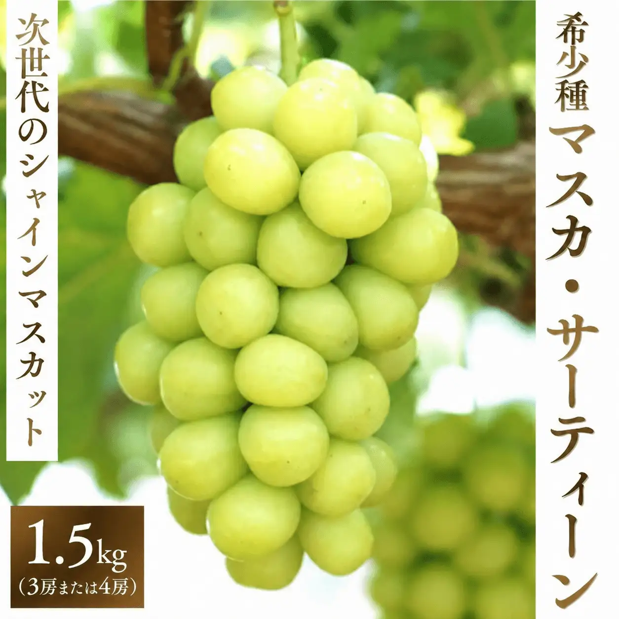 マスカサーティーン【シャインマスカット希少品種】 1.5㎏（3房または4房）【2026年先行予約】【ysdb005】