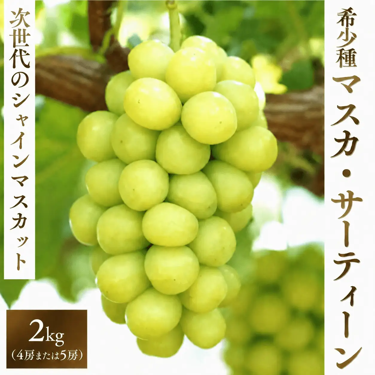 マスカサーティーン【シャインマスカット希少品種】2㎏【2026年先行予約】 【ysdb006】