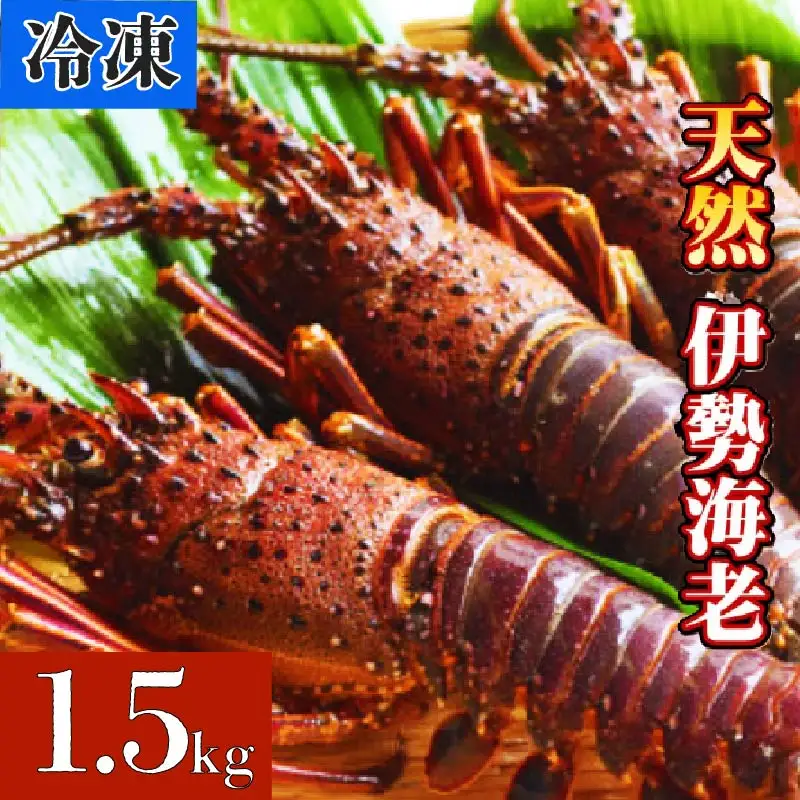 【 冷凍 伊勢海老 】 天然 伊勢海老 1.5kg（2～6尾）高知 黒潮町 ［1084-2］