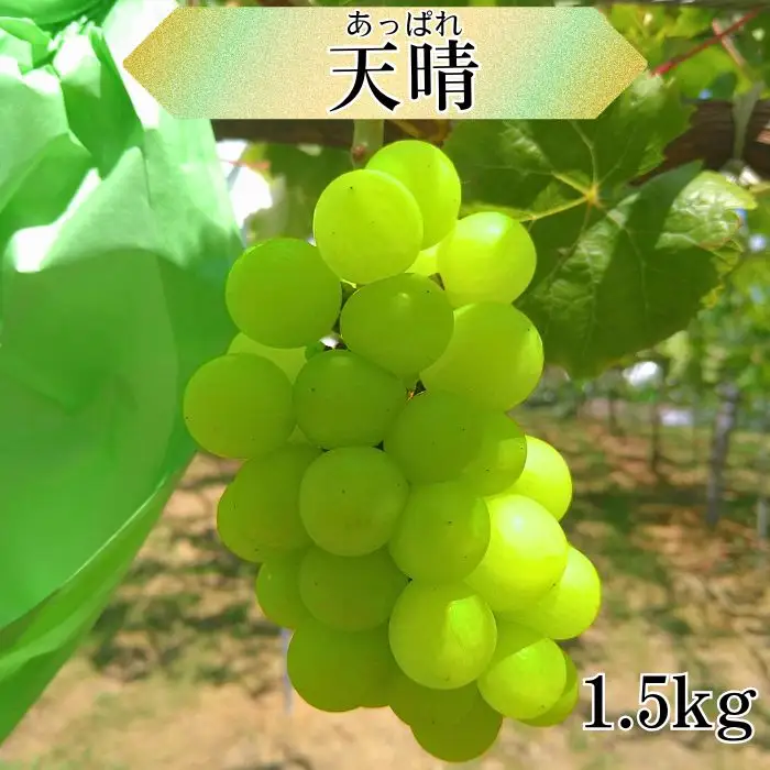 天晴 1.5kg 長野県高森町