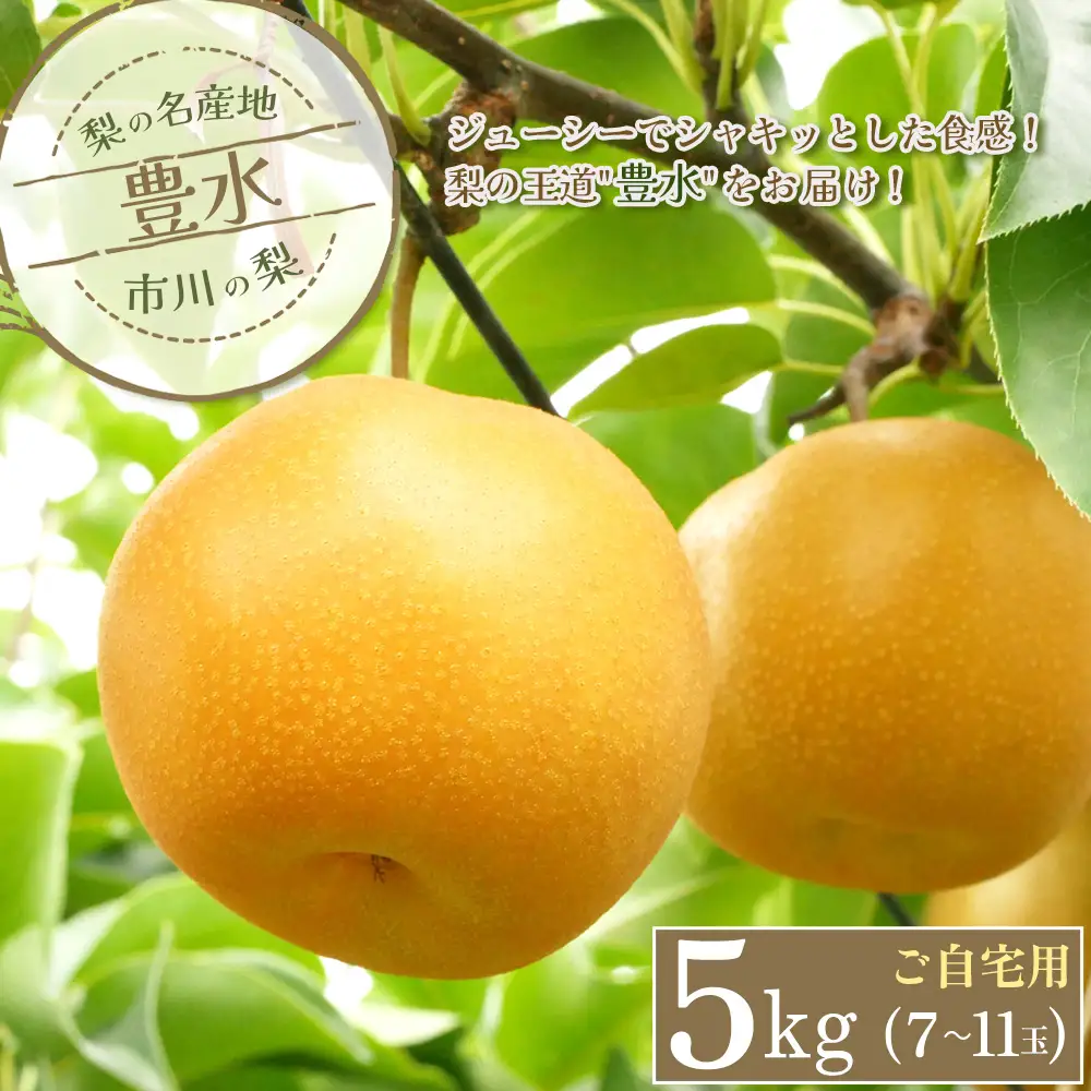 市川の梨　ご自宅用　豊水【5kg】大玉（7～11玉）　【12203-0325】