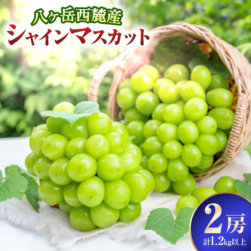 八ヶ岳西麓産 シャインマスカット 2房 ( 計 1.2kg 以上 )【2026年9月中旬～発送】