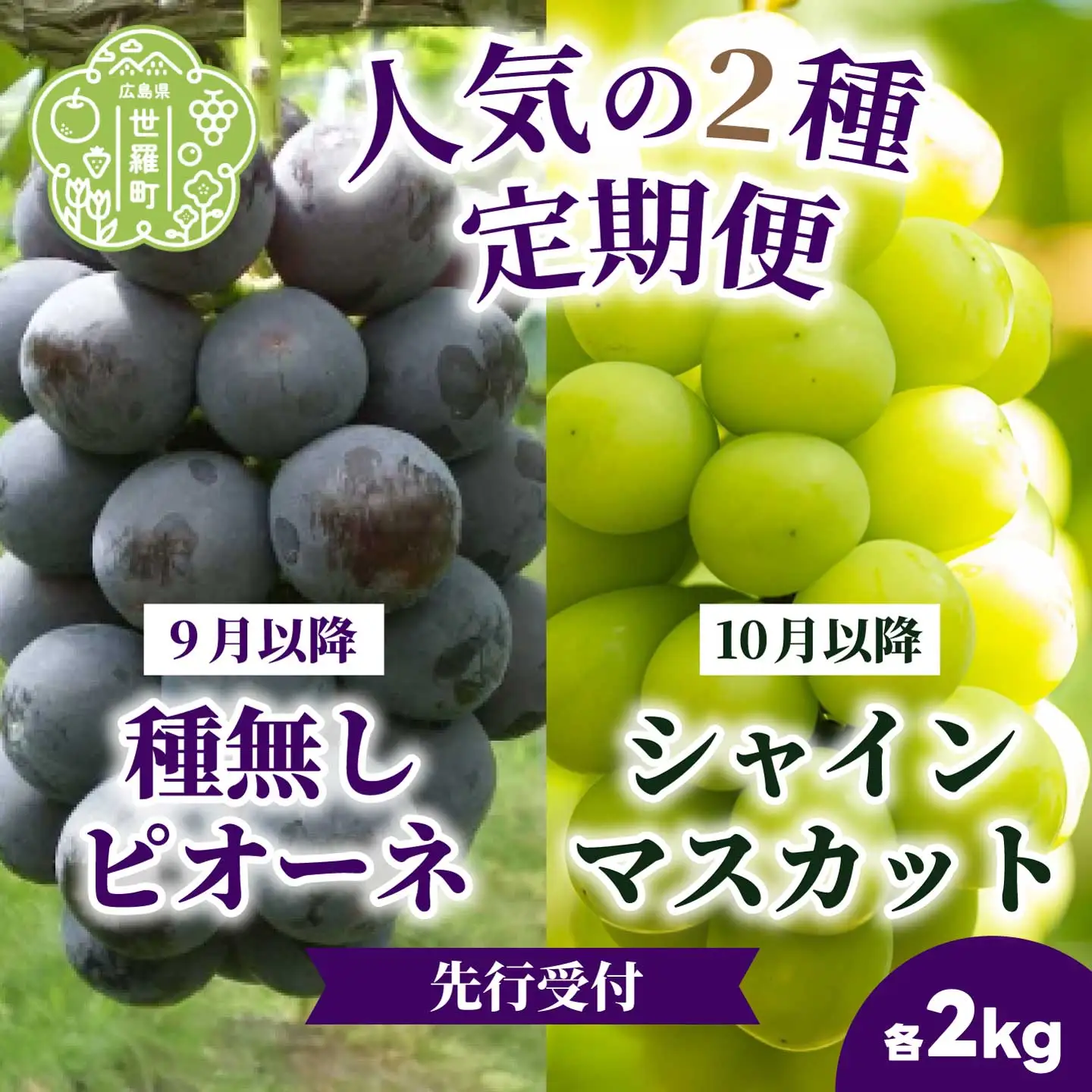 【定期便2回】種無しピオーネ シャインマスカット 各2kg 安井農園 ぶどう ブドウ 葡萄 ピオーネ フルーツ 果物 くだもの 産地直送 世羅 A009-06