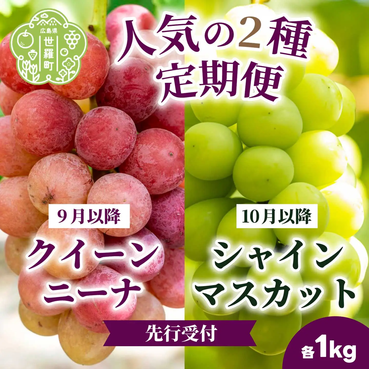【定期便2回】クイーンニーナ シャインマスカット 各1kg 安井農園 ぶどう ブドウ 葡萄 ピオーネ フルーツ 果物 くだもの 産地直送 世羅 A009-07