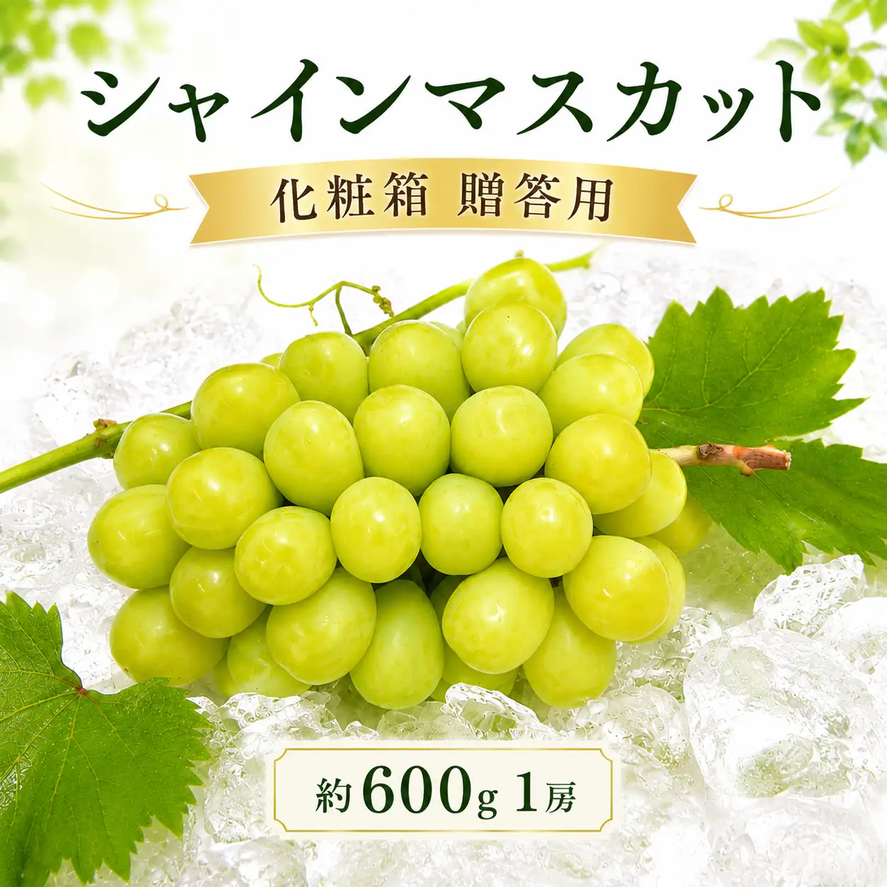 【2026年7月下旬から順次発送】シャインマスカット 約600g 1房 化粧箱入り 贈答用