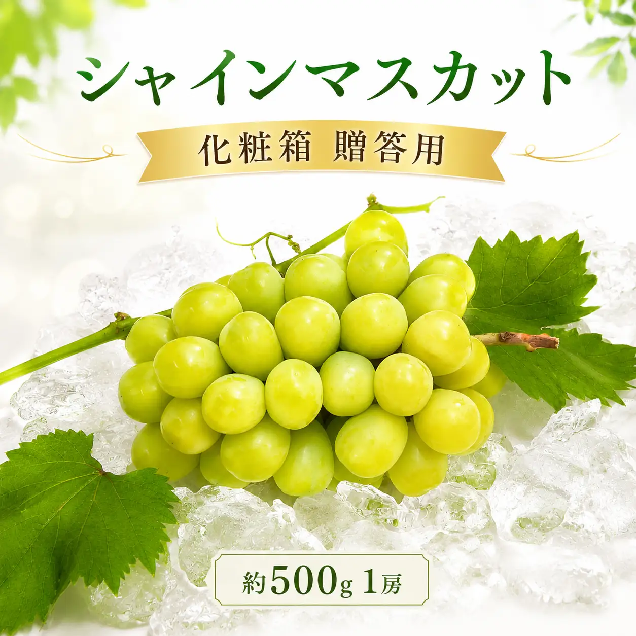 【2026年7月下旬から順次発送】シャインマスカット 約500g 1房 化粧箱 贈答用