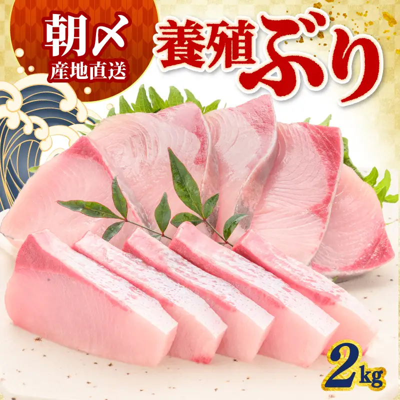 ぶり 2kg 冷蔵 刺身 鰤
