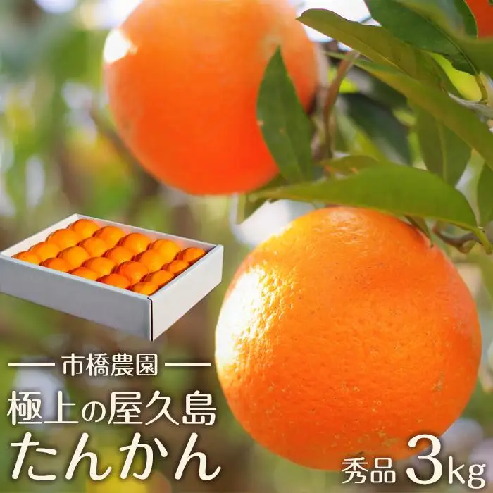＜先行予約／数量限定＞【市橋農園】屋久島産たんかん 3キロ箱（秀品／贈答用としても)
