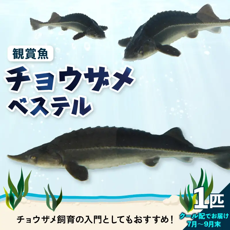 チョウザメ観賞魚(生体) ベステル【7月～9月末】　ku183-005-r　(北海道・沖縄県・離島配送不可)