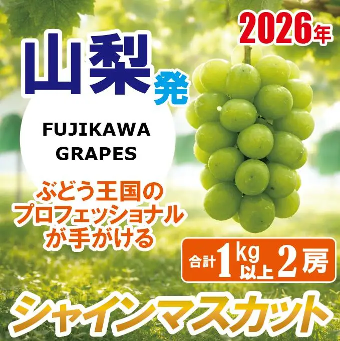 《秀品以上》上級品をお得に　【シャインマスカット】　1.0kg以上（２房）　【2026年発送分 先行予約】- FUJIKAWA GRAPES -